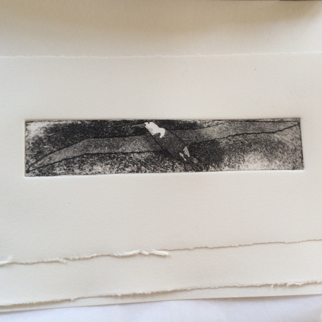 Albatross etching